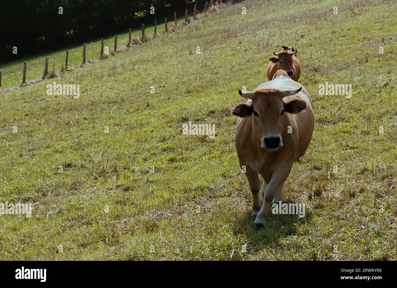 two cows in a row on a green meadow Stock Photo