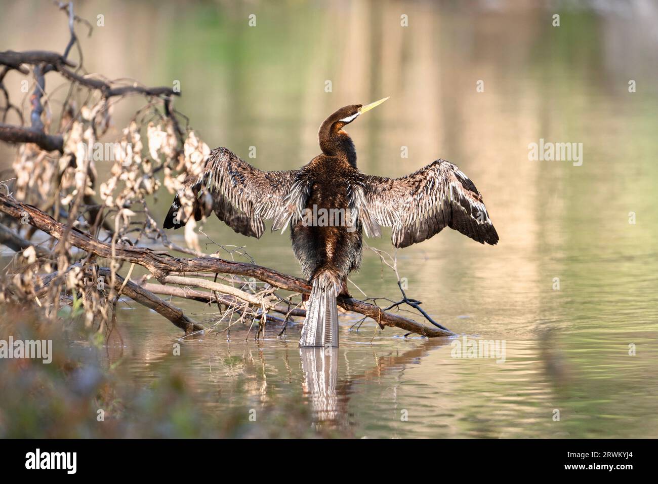 Male Australasian darter (Anhinga novaehollandiae), drying its wet feathers on a branch over the Yarra River Stock Photo