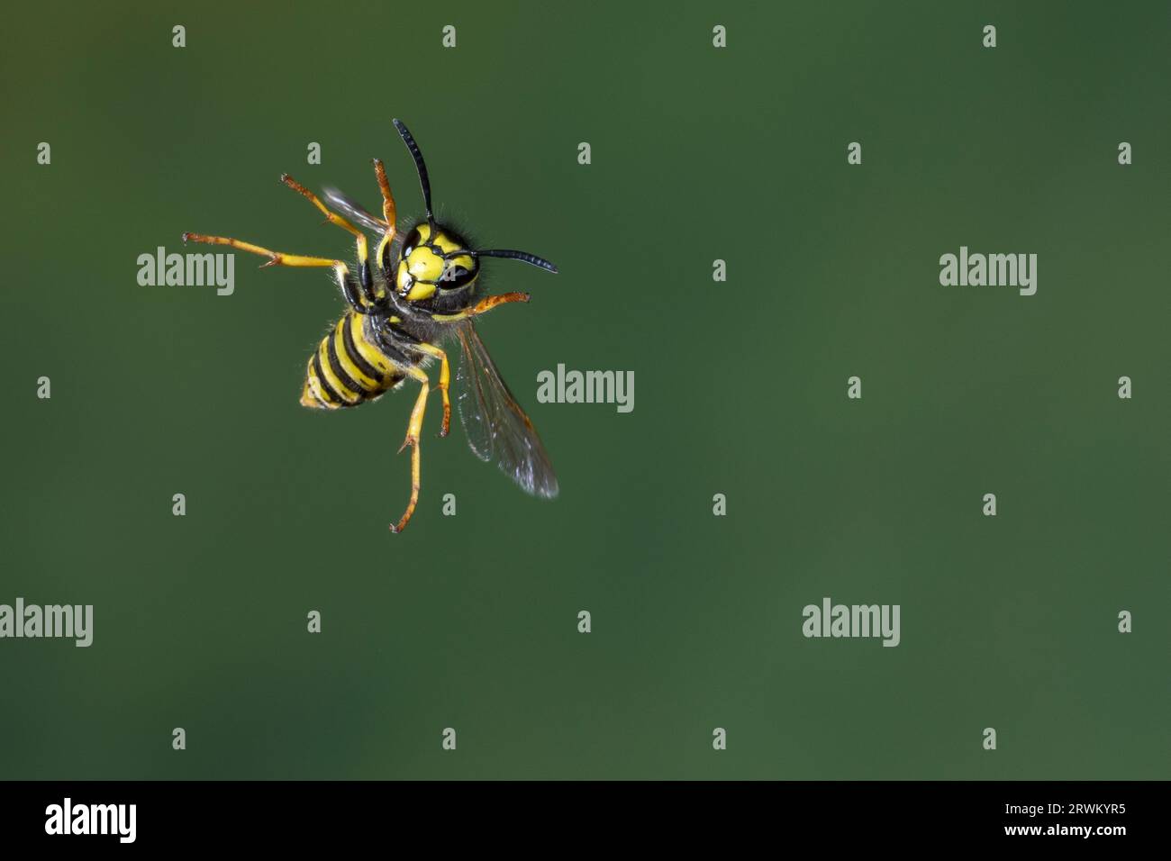 Deutsche Wespe, Wespe, Flug, Flugbild, fliegend, Vespula germanica, Vespa germanica, Paravespula germanica, wasp, yellowjacket, wasps, yellowjackets, Stock Photo