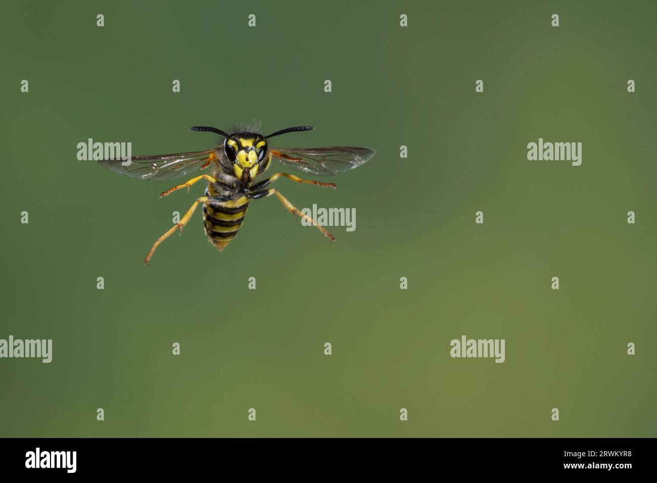 Deutsche Wespe, Wespe, Flug, Flugbild, fliegend, Vespula germanica, Vespa germanica, Paravespula germanica, wasp, yellowjacket, wasps, yellowjackets, Stock Photo