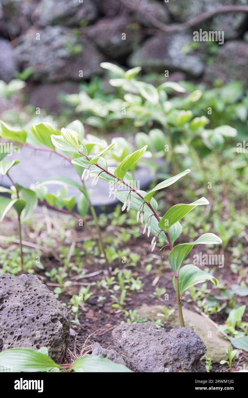 A plant bearing white flowers that grow in pairs, which somehow look
