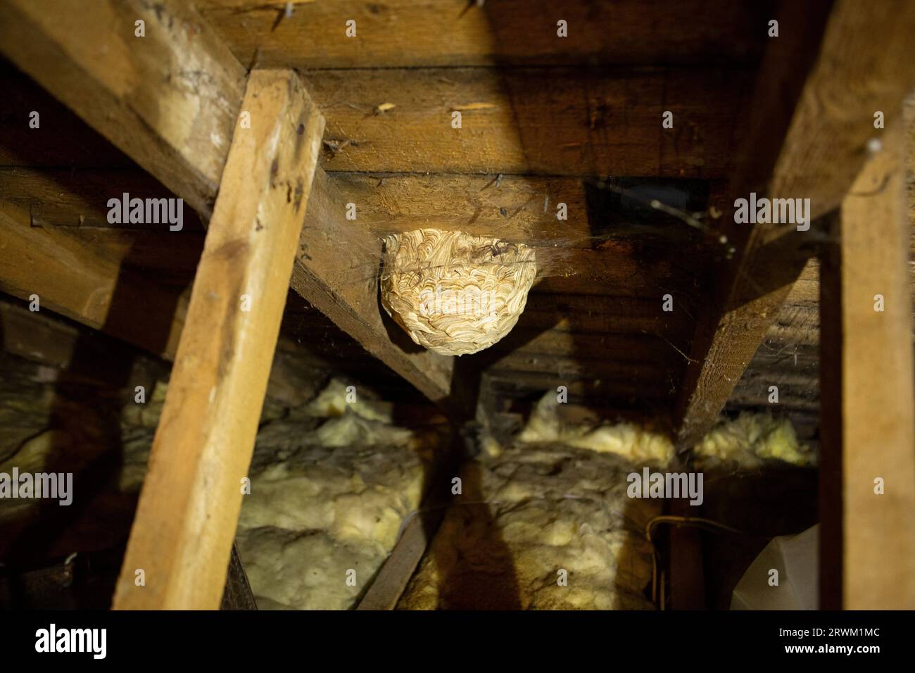 Large wasp nest in attic Stock Photo