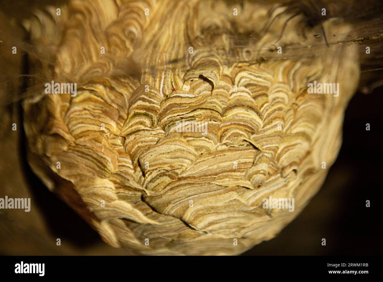 Large wasp nest in attic Stock Photo Alamy