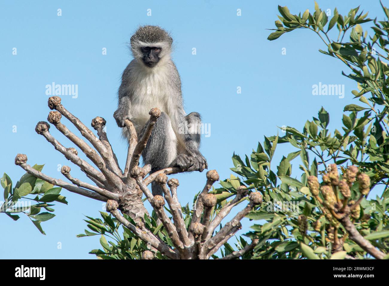 Vervet Monkey, Chlorocebus pygerythrus, sitting on a Cabbage Tree, Cussonia spicata, near Grahamstown/Makhanda, South Africa, 22 June 2023. Stock Photo