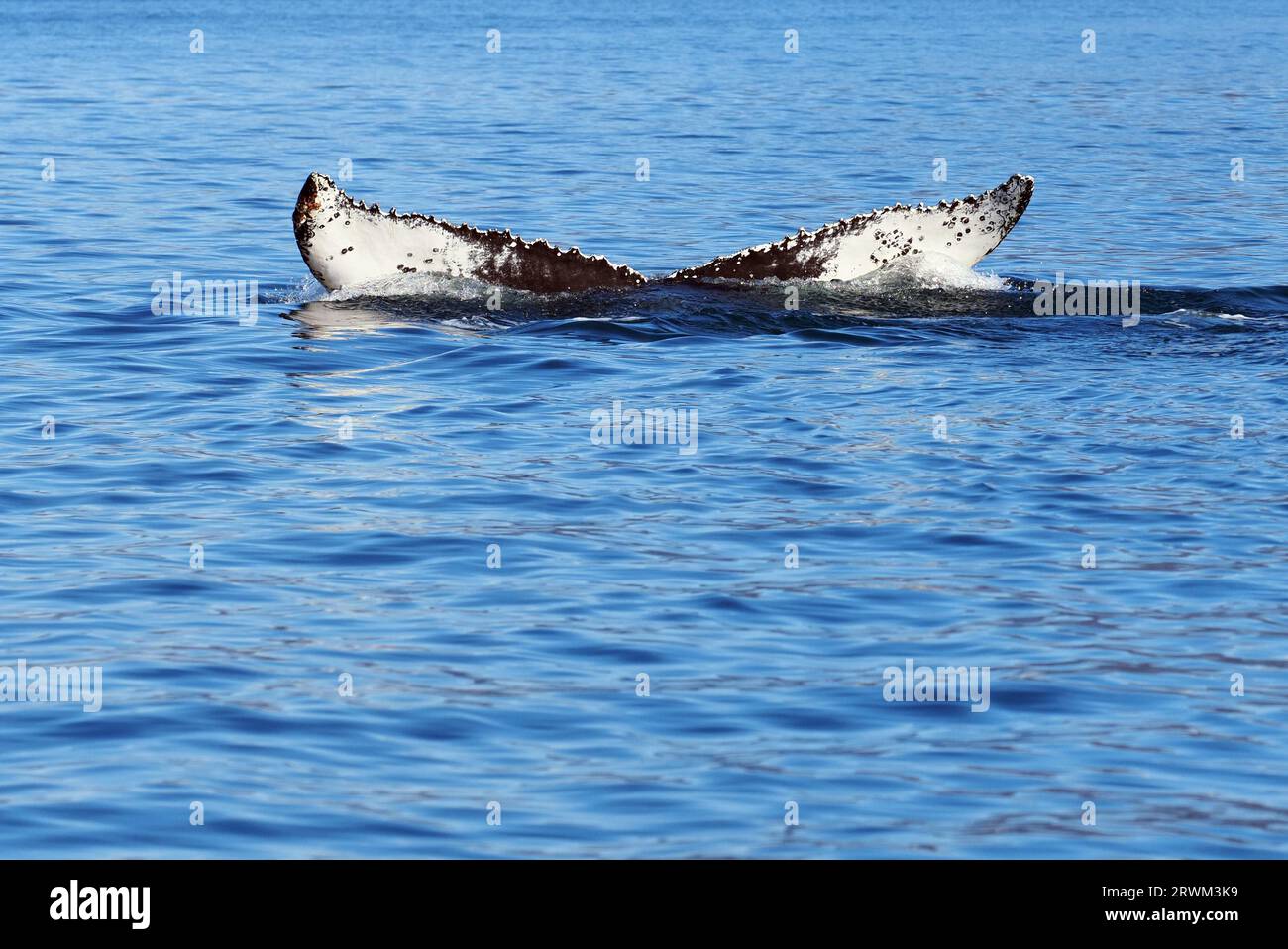 Akureyri, Iceland. 20th Aug, 2023. A humpback whale dives after catching its breath in Eyjafjördur fjord. Credit: Soeren Stache/dpa/Alamy Live News Stock Photo