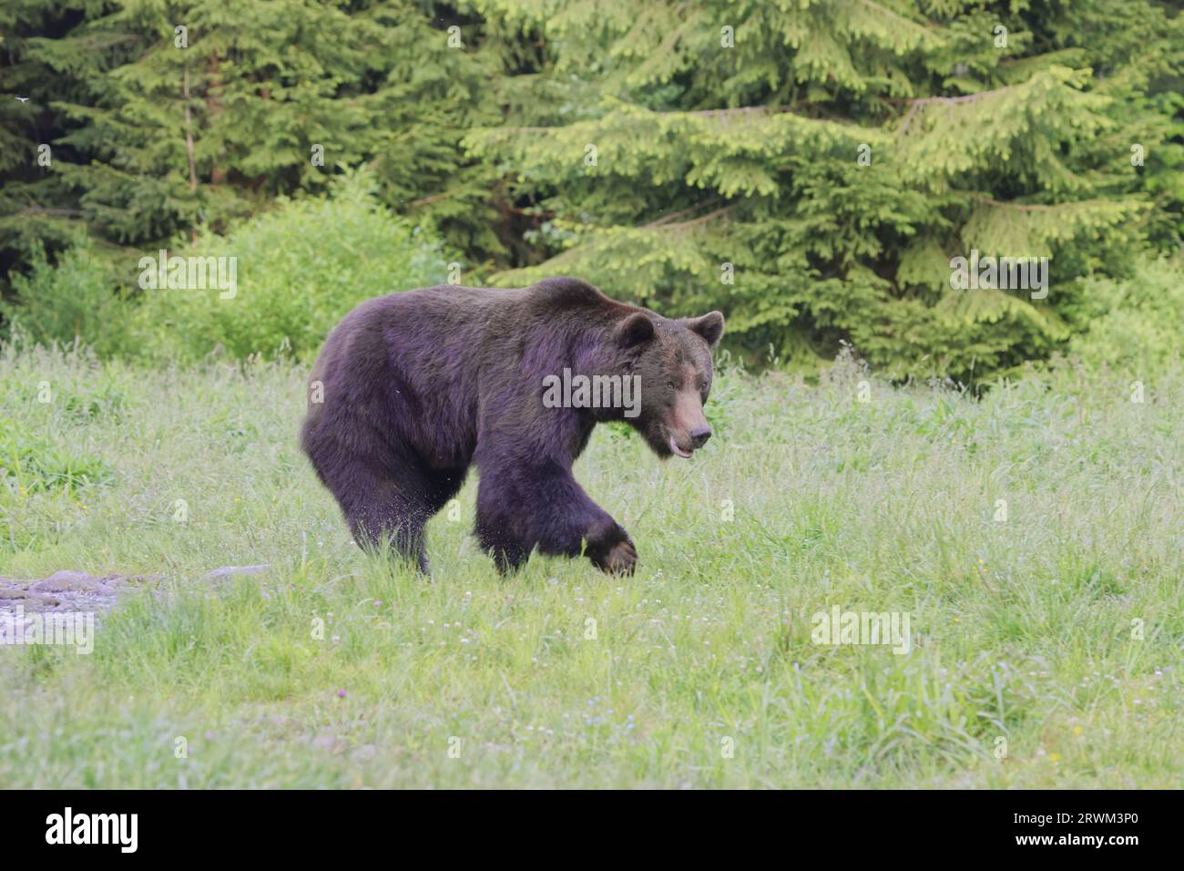 European Brown Bear – large male Ursus arctos arctos Carpathian Mountains, Romania MA004218 Stock Photo