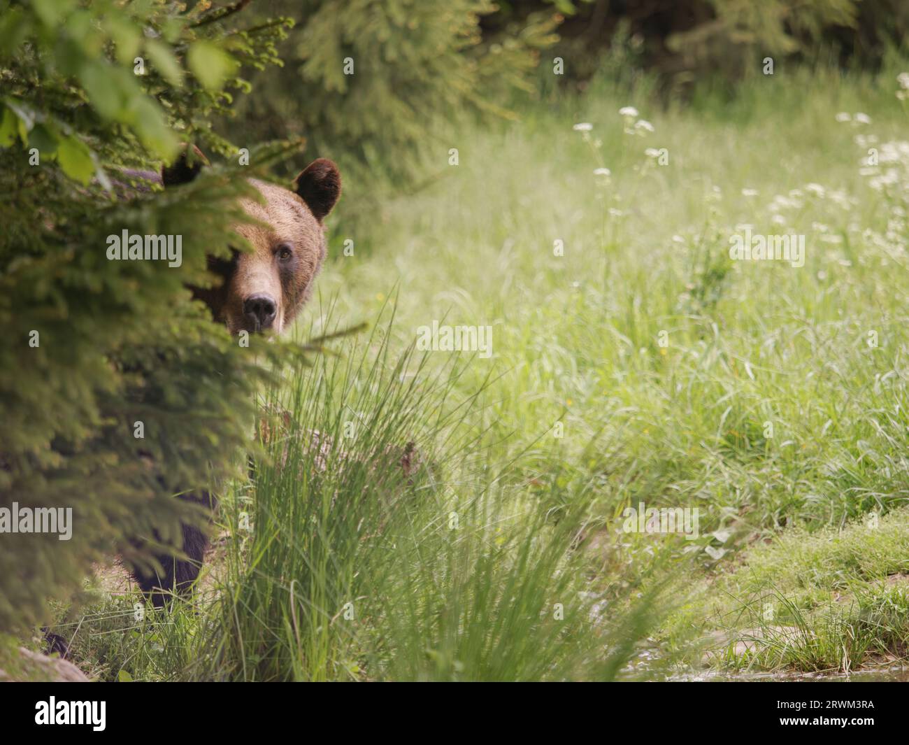 European Brown Bear Ursus arctos arctos Carpathian Mountains, Romania MA004234 Stock Photo