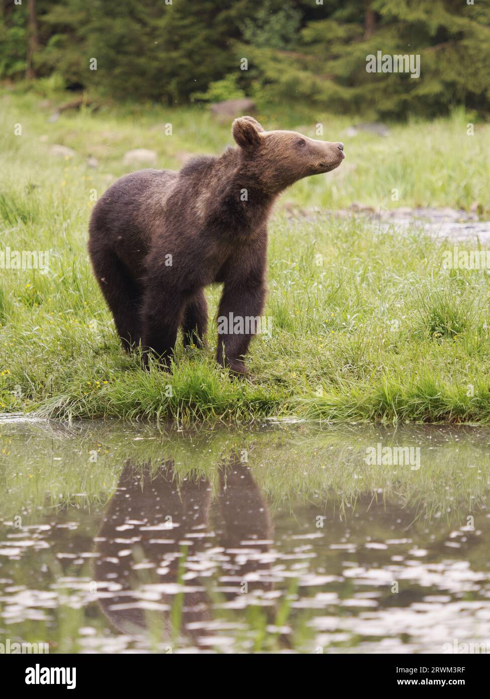 European Brown Bear Ursus arctos arctos Carpathian Mountains, Romania MA004240 Stock Photo