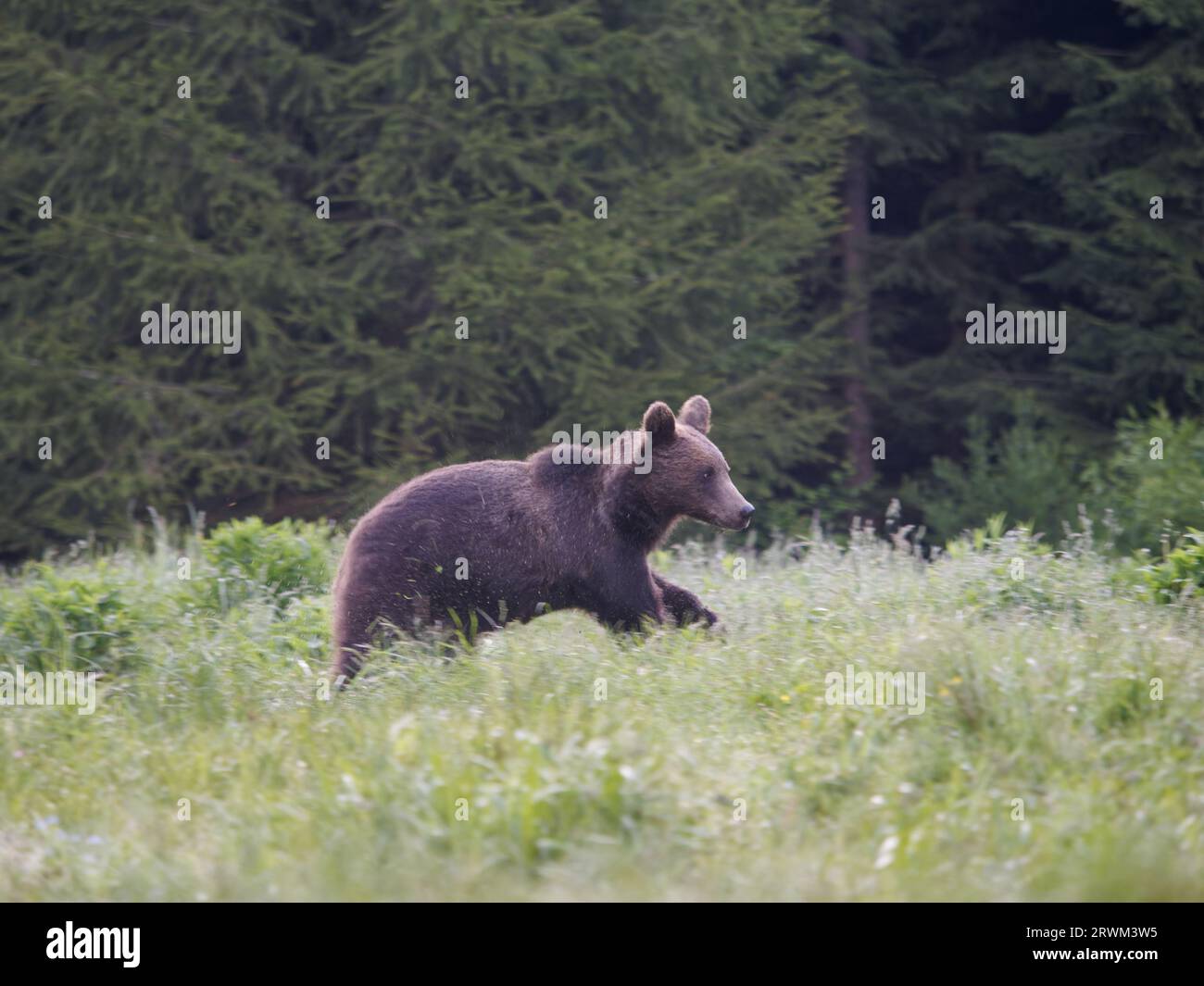 European Brown Bear Ursus arctos arctos Carpathian Mountains, Romania MA004265 Stock Photo