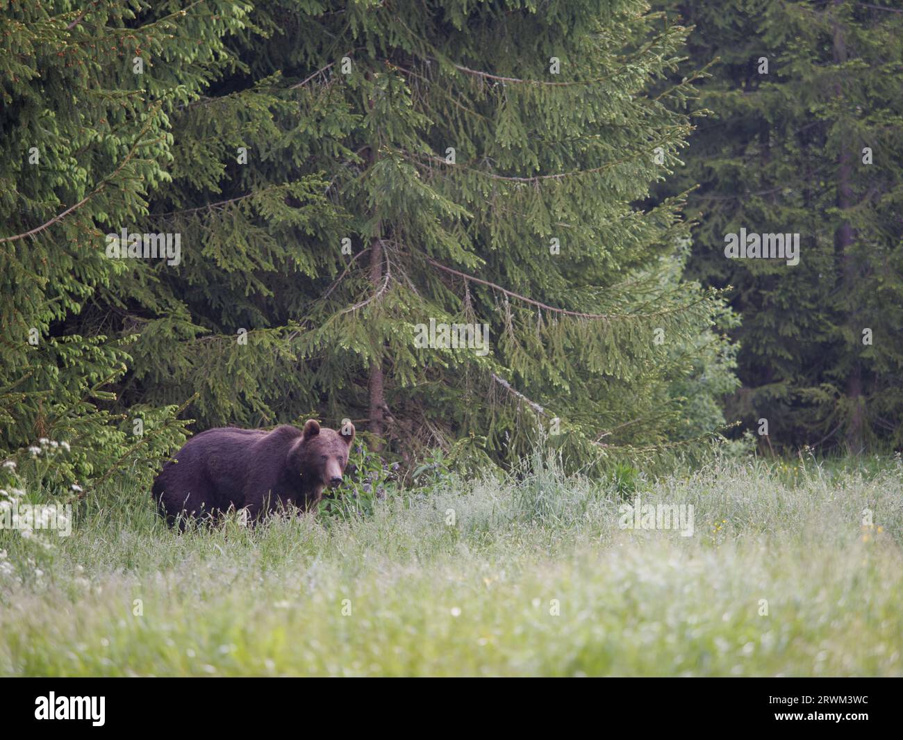 European Brown Bear Ursus arctos arctos Carpathian Mountains, Romania MA004266 Stock Photo