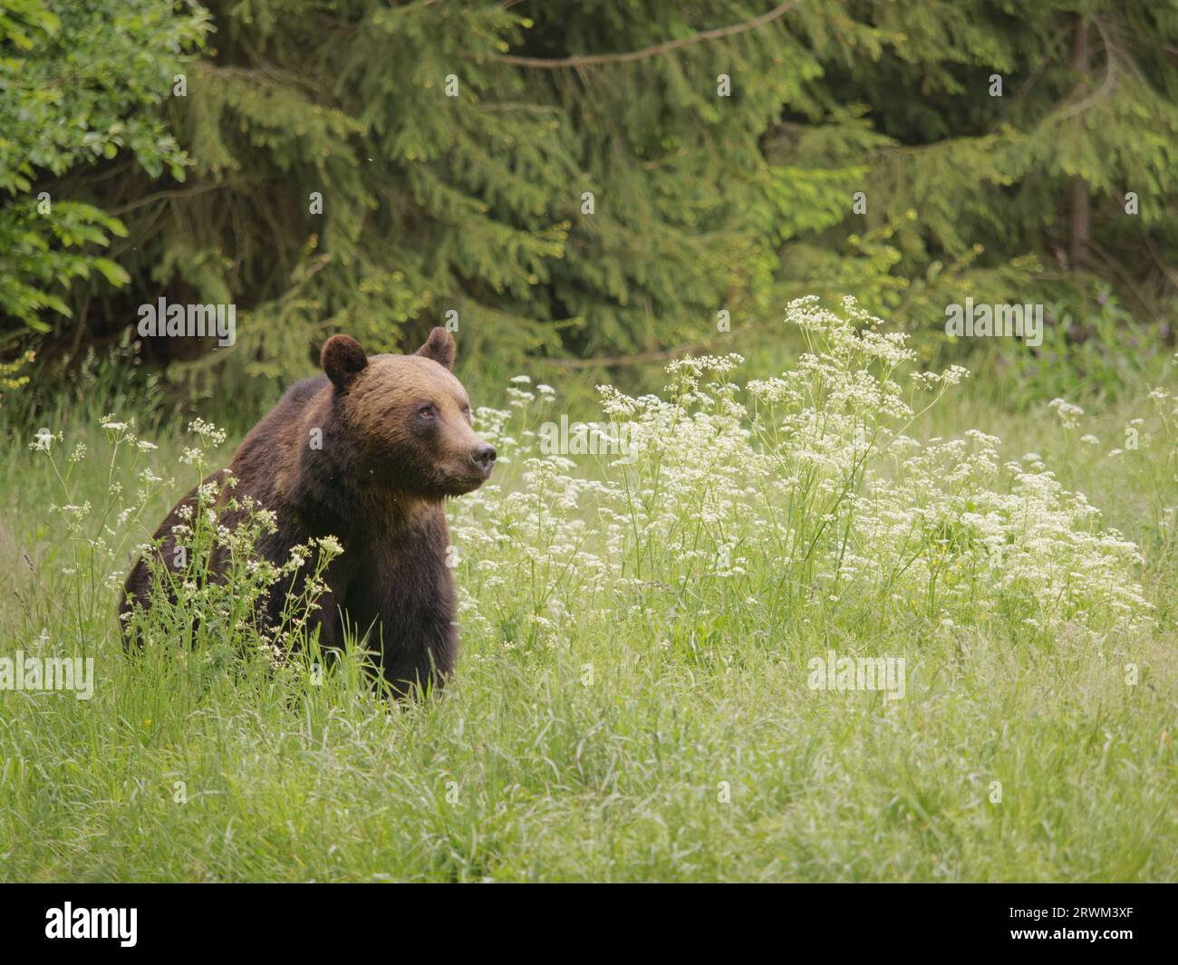 European Brown Bear Ursus arctos arctos Carpathian Mountains, Romania MA004275 Stock Photo