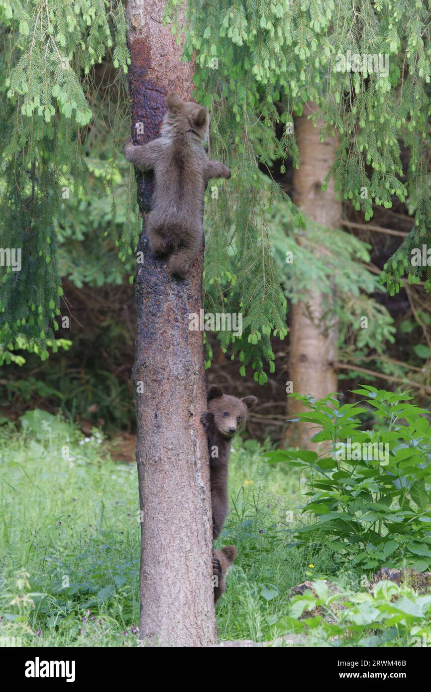 European Brown Bear - young cub in tree Ursus arctos arctos Carpathian