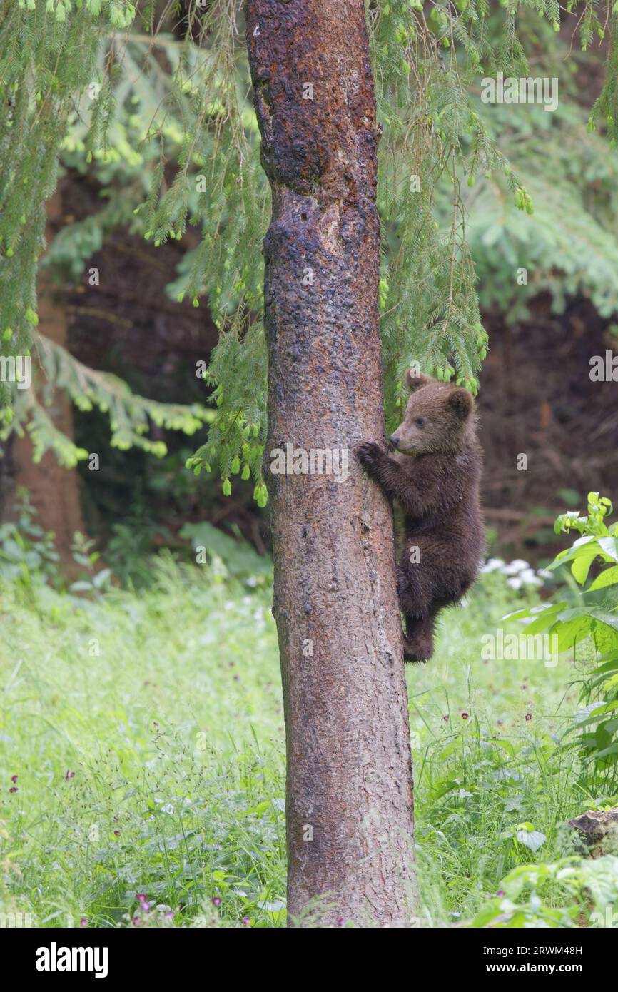 European Brown Bear - young cub in tree Ursus arctos arctos Carpathian