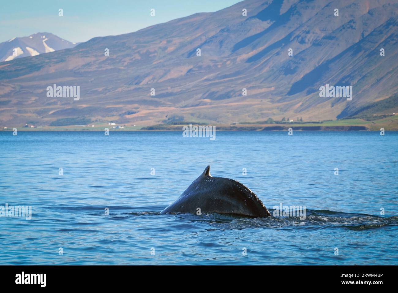 Akureyri, Iceland. 20th Aug, 2023. A humpback whale appears briefly to catch its breath in the Eyjafjördur fjord. Credit: Soeren Stache/dpa/Alamy Live News Stock Photo