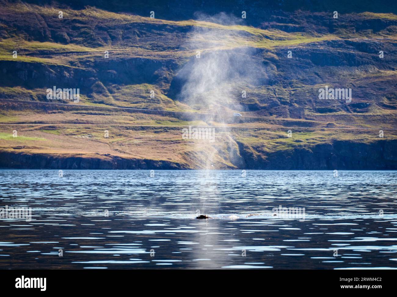 Akureyri, Iceland. 20th Aug, 2023. A humpback whale appears briefly to catch its breath in the Eyjafjördur fjord. Credit: Soeren Stache/dpa/Alamy Live News Stock Photo