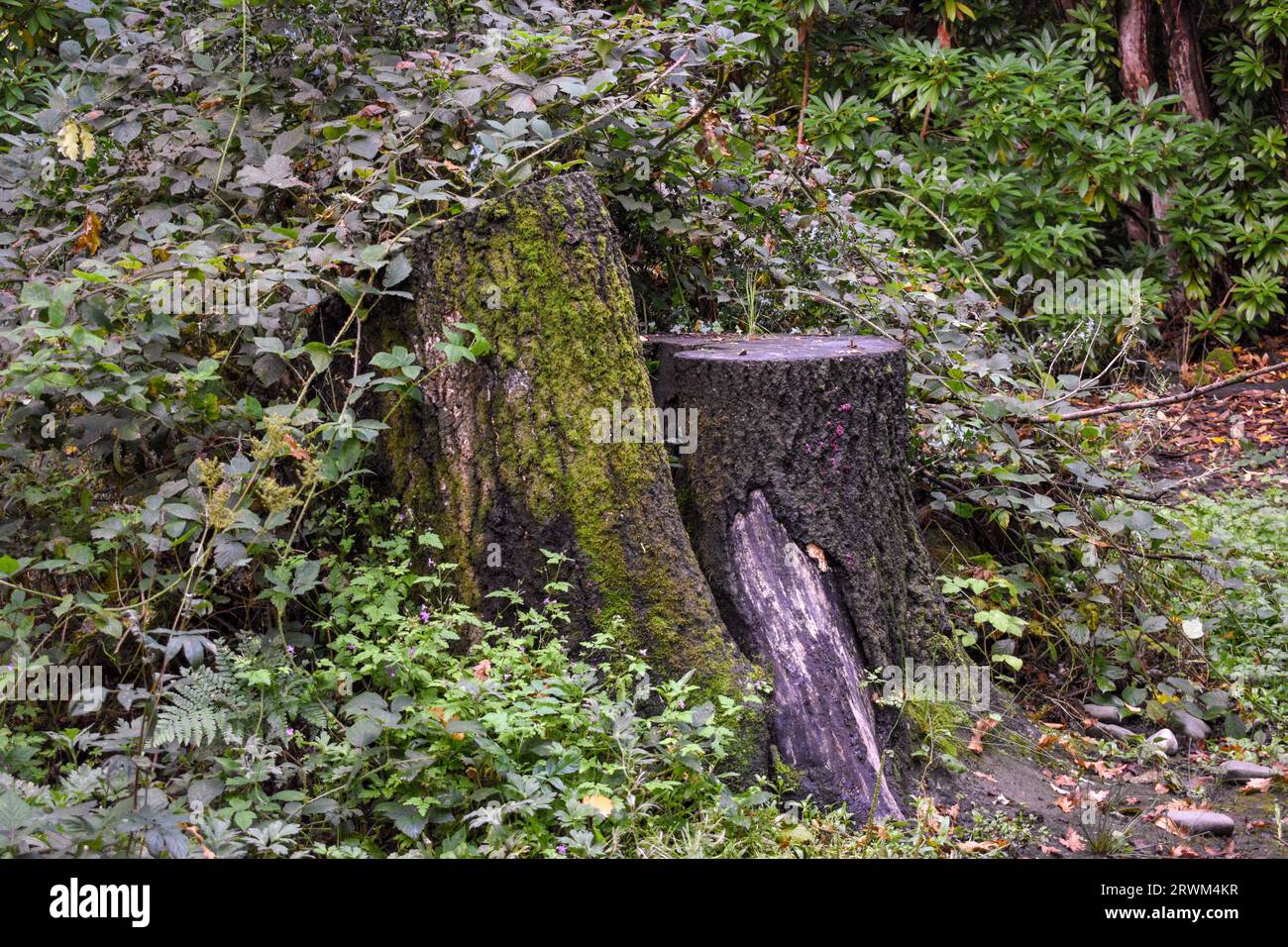 Two tree stumps hugging together, cut at different heights and partially covered by plant life in a dark wooded area of Cumbria. Stock Photo