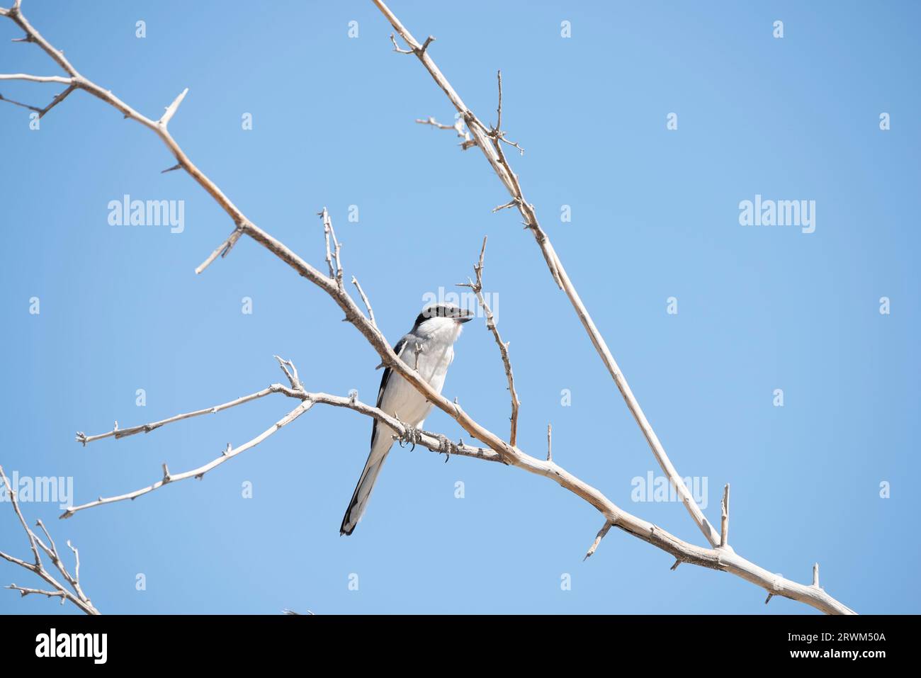 Small white and black bird perched on a branch against the vivid blue sky in the Hajar Mountains of Ras Al Khaimah Emirates, United Arab Emirates. Cap Stock Photo