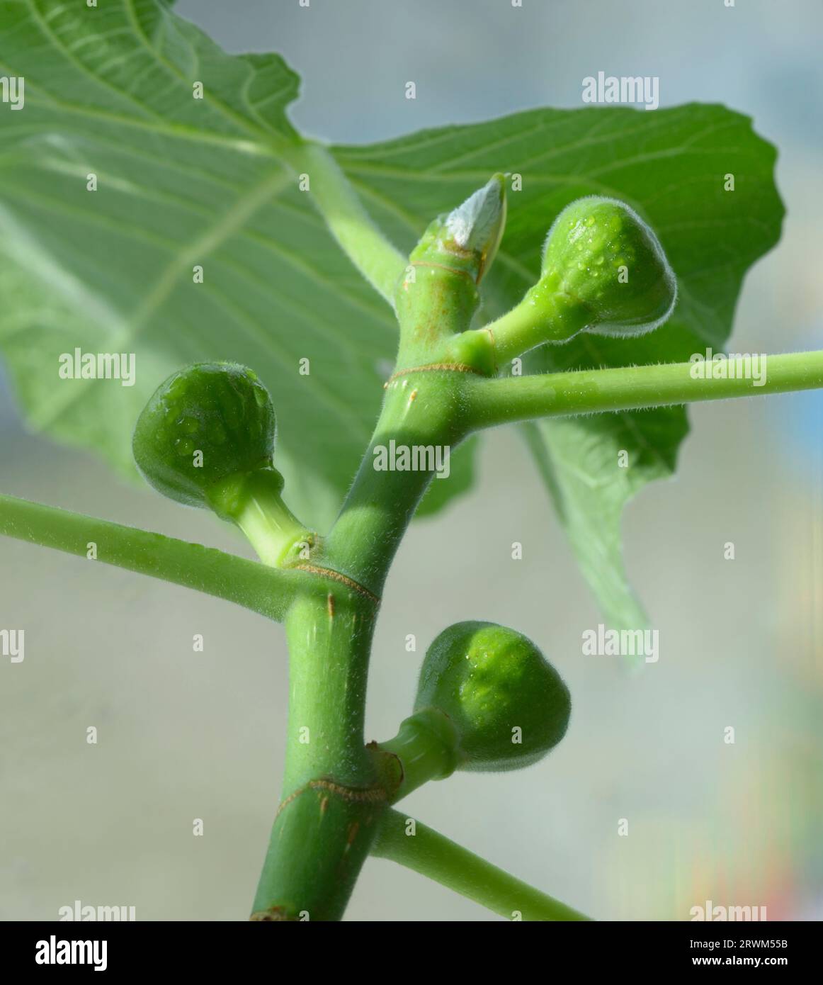 unripe green fruits of fig ripening on the window, Panache variety ...