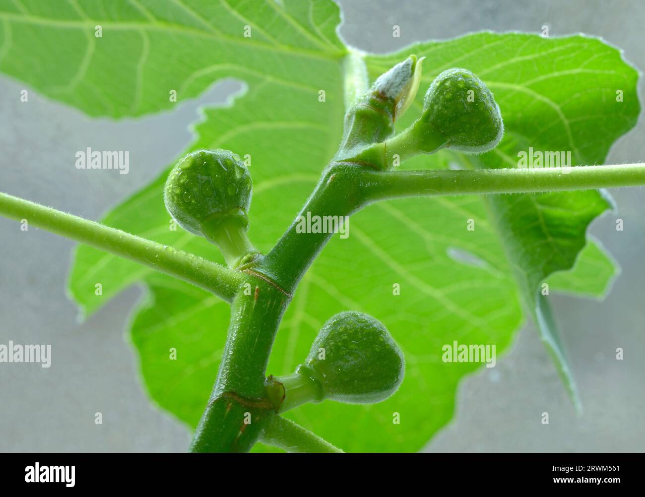 unripe green fruits of fig ripening on the window, Panache variety ...