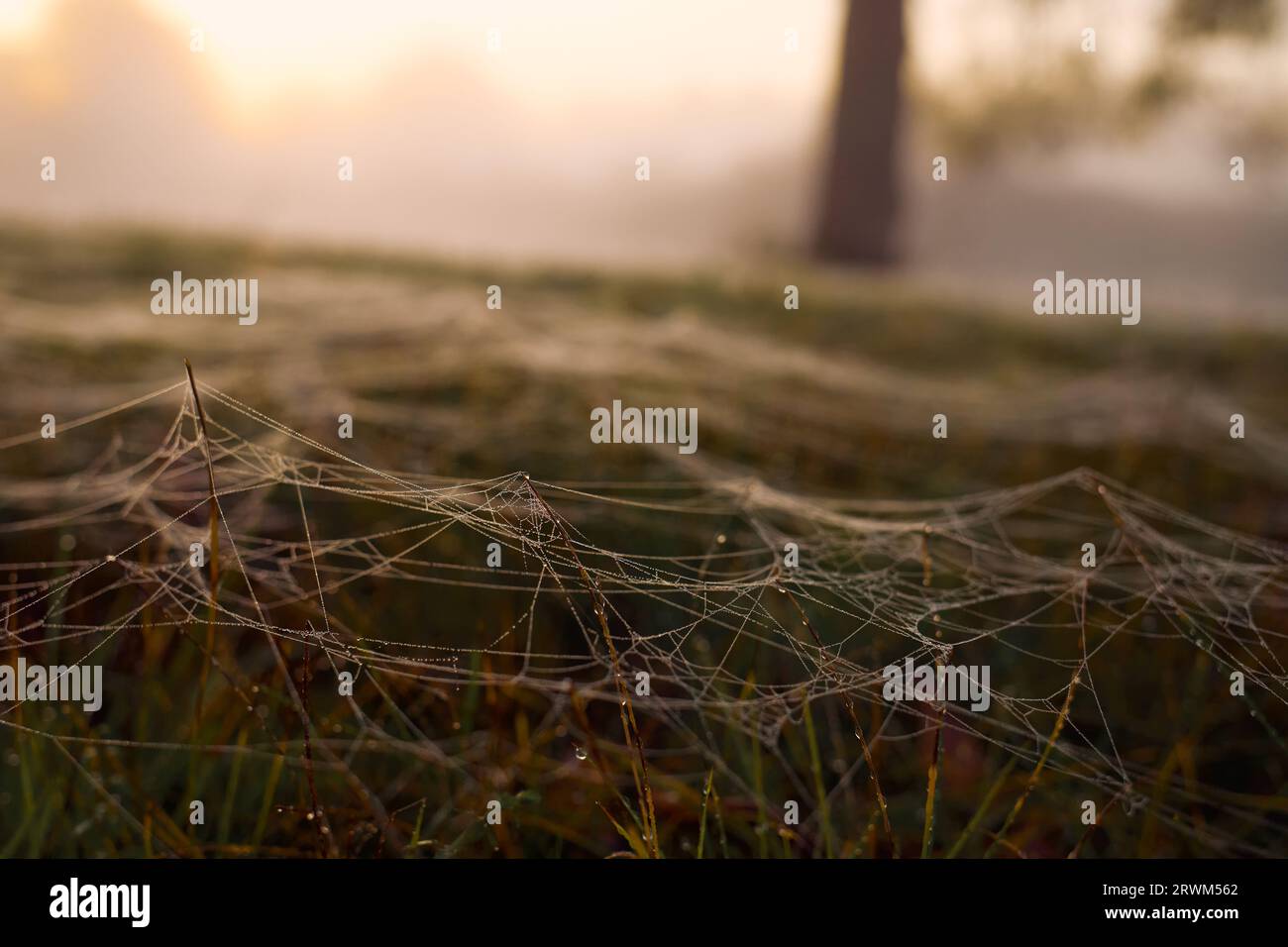 Autumn spider web on the grass with drops of dew. Stock Photo
