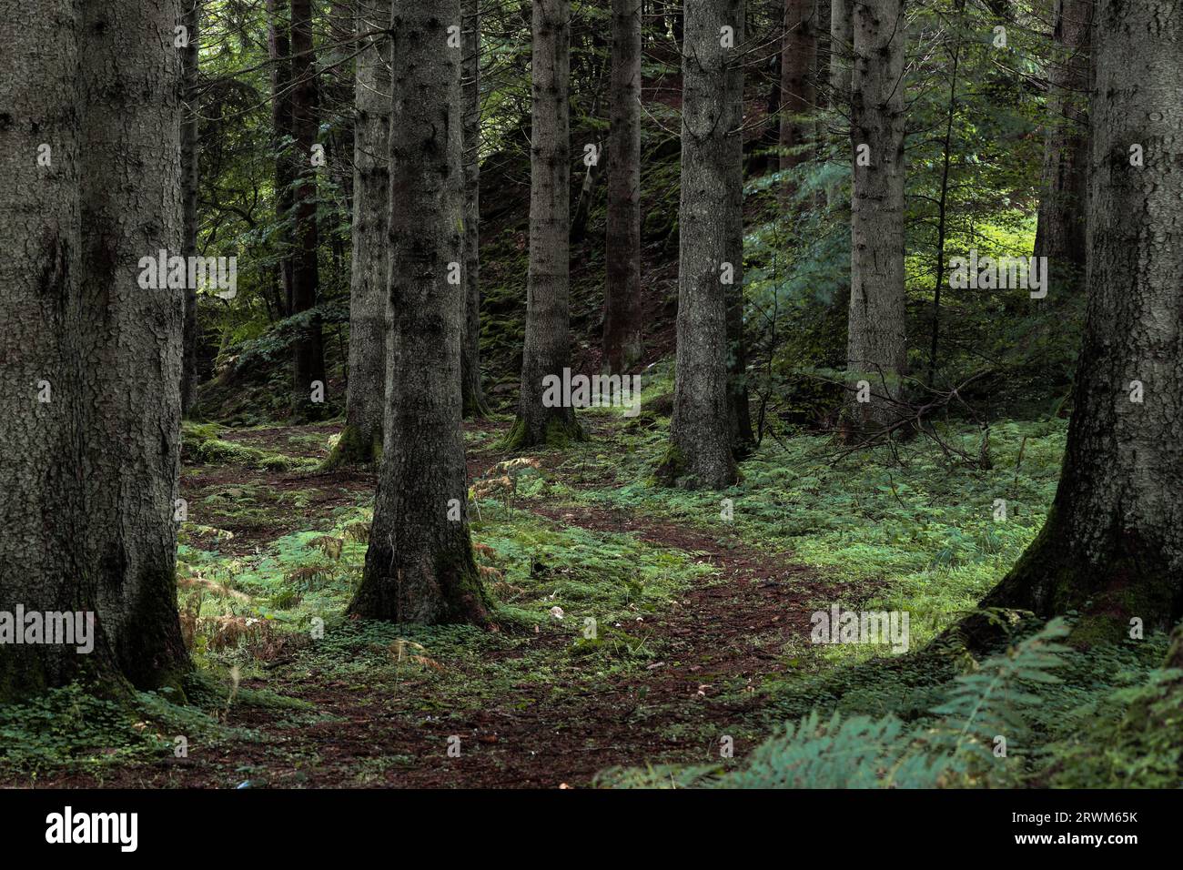 Woodland Trail, Hamsterley Forest, County Durham, UK Stock Photo