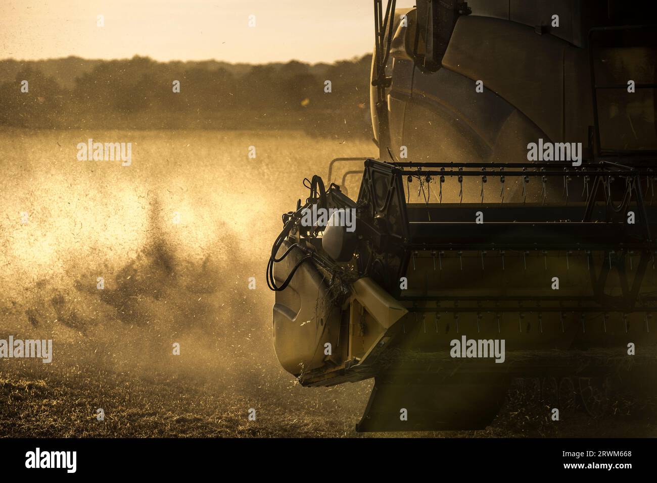 Combine harvester working in wheat field in the evening Stock Photo