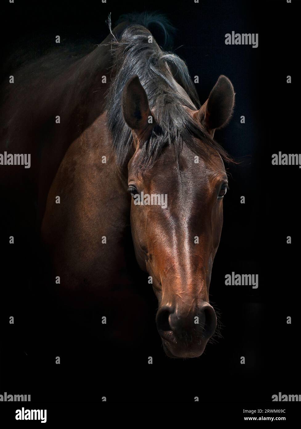 Studio portrait of horse's head Stock Photo