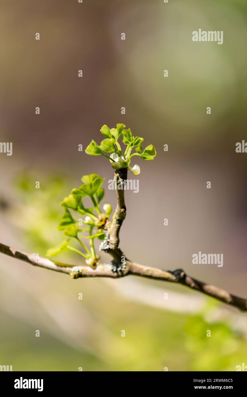 A ginkgo tree in springtime, with new leaves sprouting, with selective ...