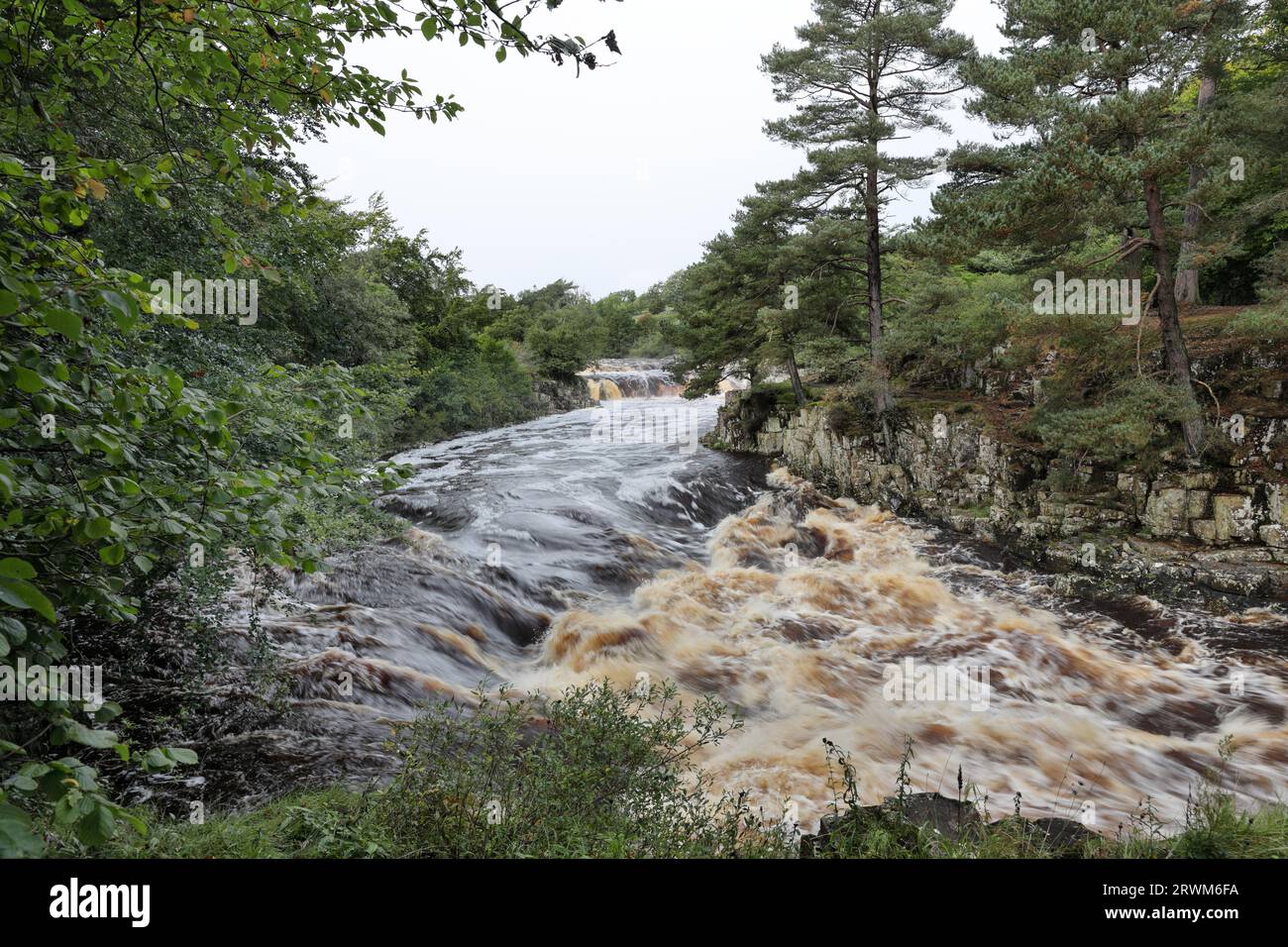 Low Force in Flood after the Remnants of Ex Hurricane Lee Brought Heavy Rain to the Area, River Tees, Bowlees, Teesdale, County Durham, UK Stock Photo