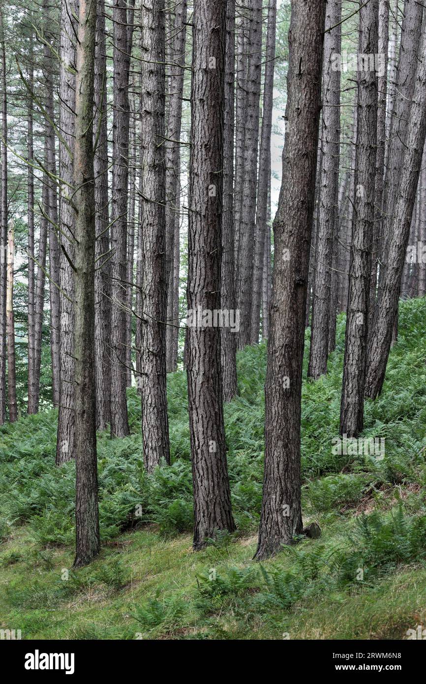 Pine Trees, Teesdale, County Durham, UK Stock Photo