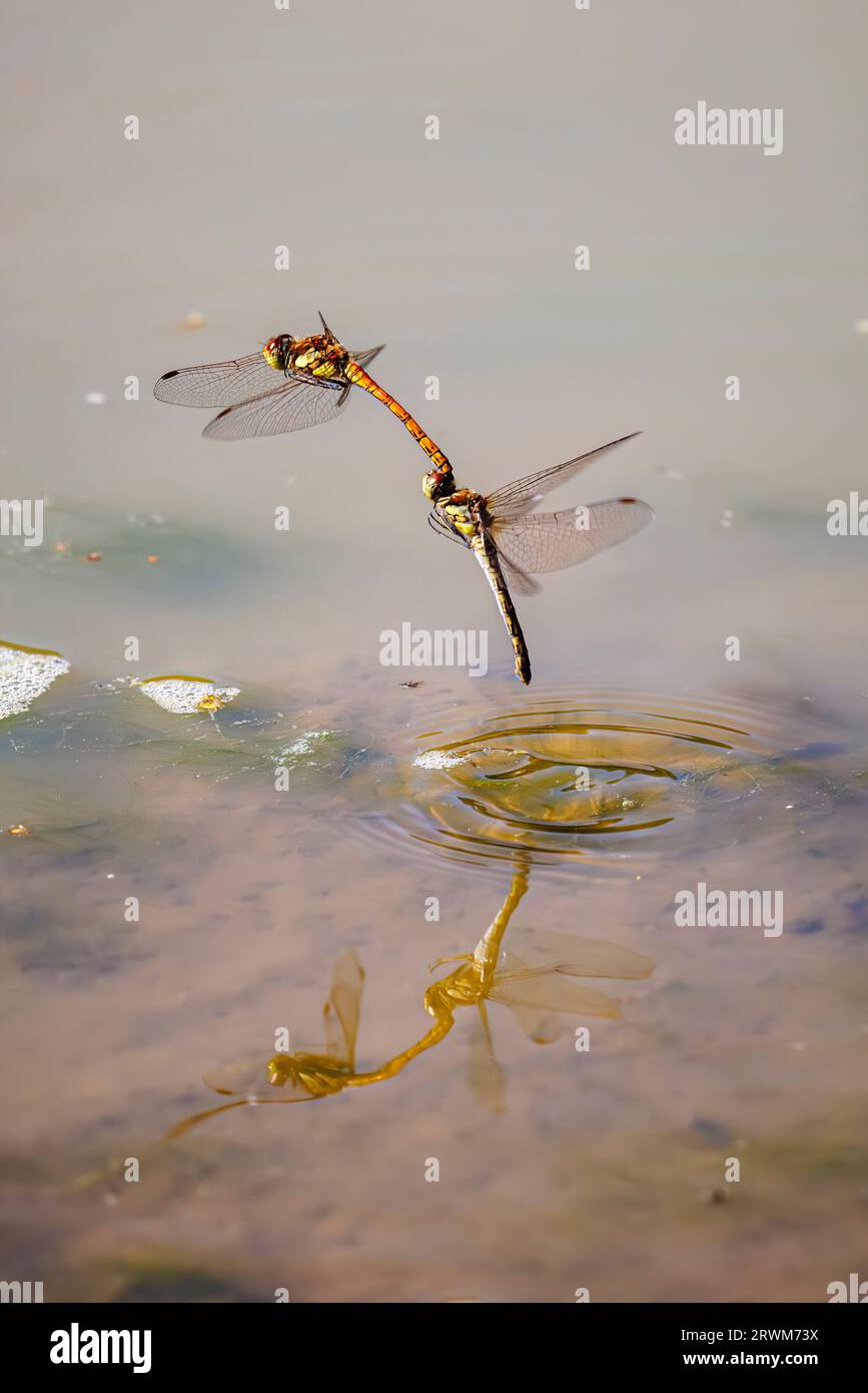 A pair of Common Darter (Sympetrum striolatum) dragonflies mating in flight and reflected in a pond on Horsell Common, Woking, Surrey, SE England Stock Photo
