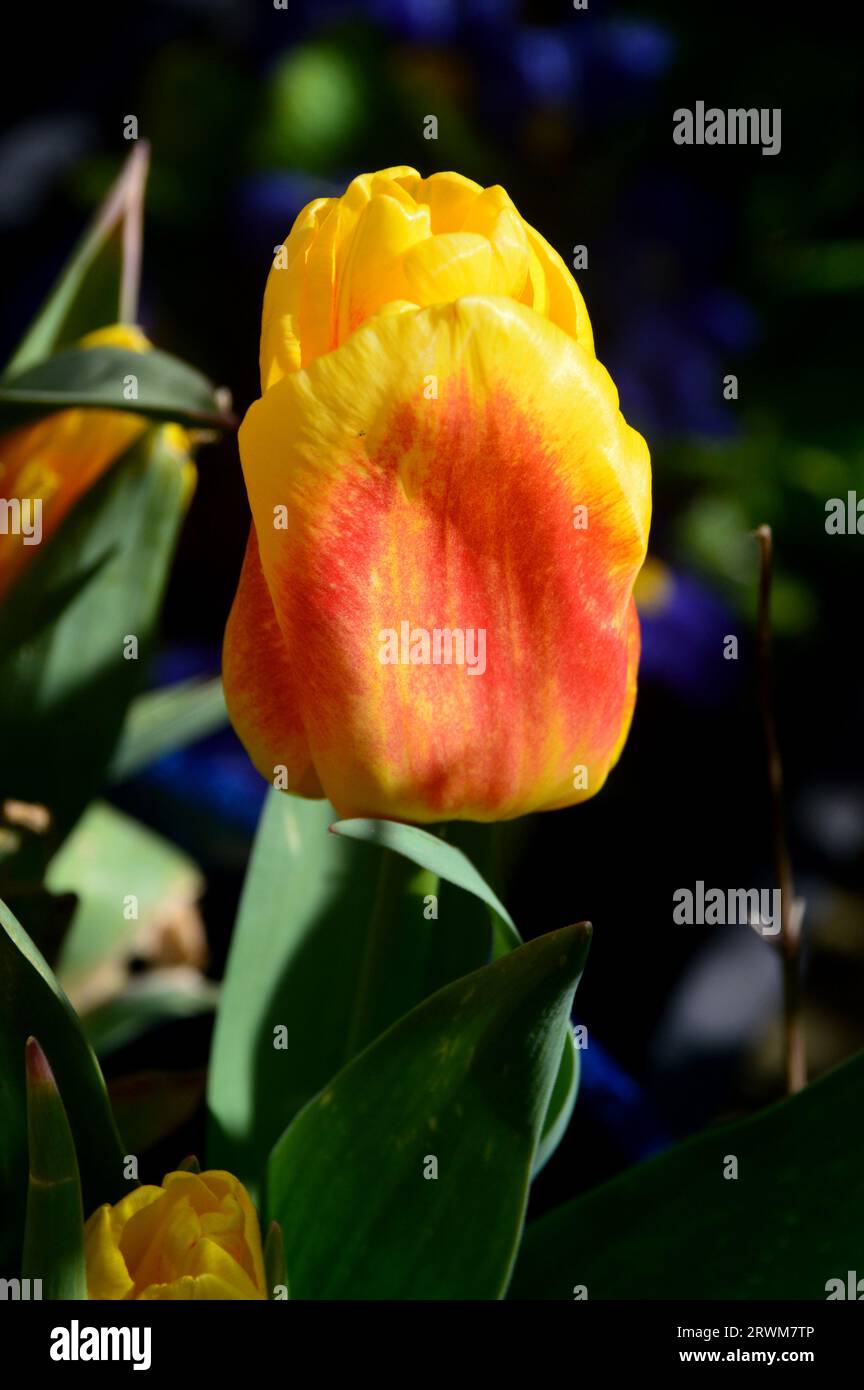 Single Red & Yellow Bicoloured Triumph Tulip (Tulipa) 'Ice Lolly' grown ...