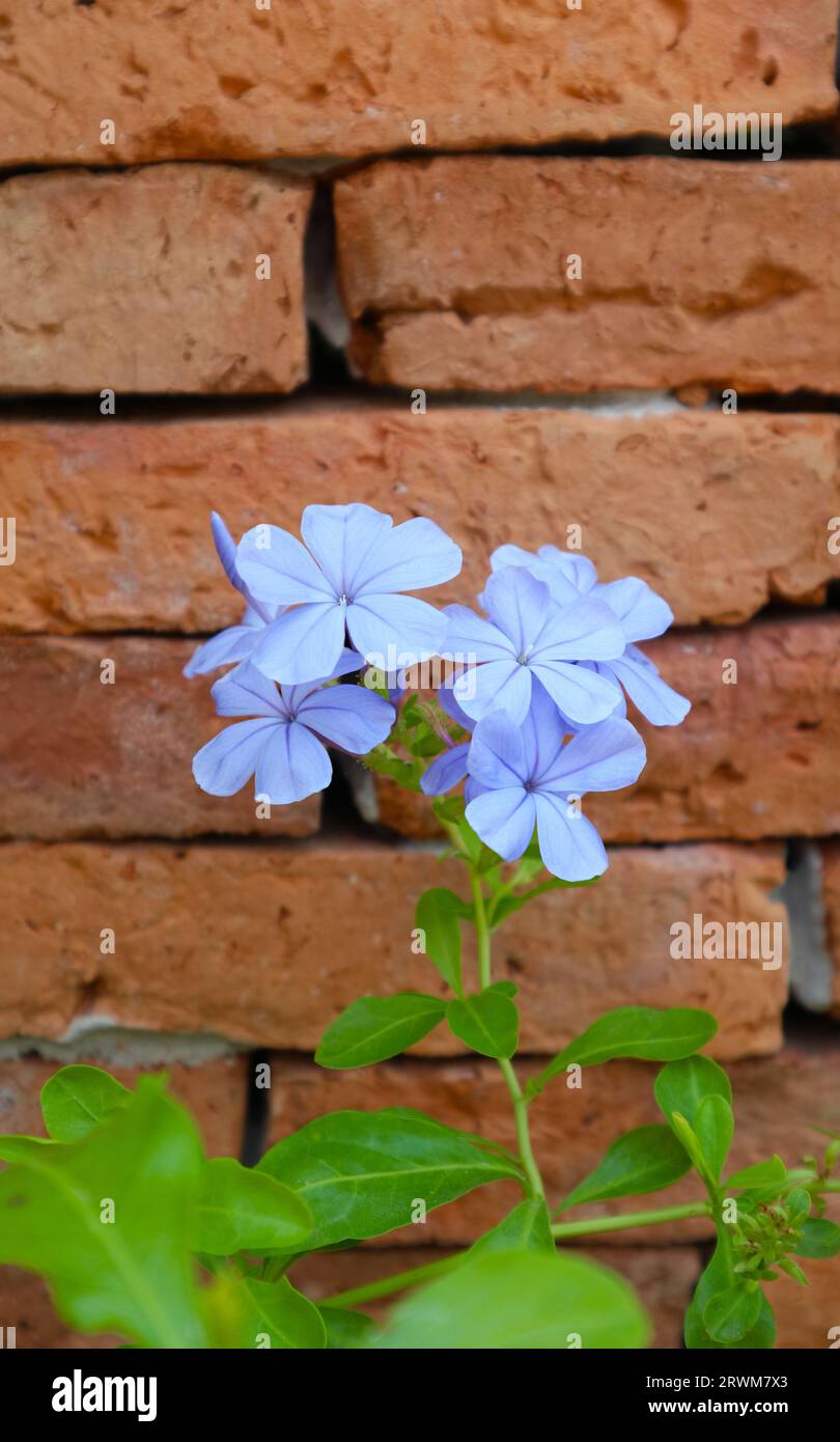 Bunch of Blue Plumbago Flowers with Brick Wall in the Backdrop Stock Photo