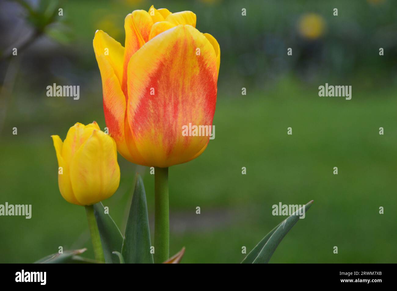 Pair of Red & Yellow Bicoloured Triumph Tulip (Tulipa) 'Ice Lolly