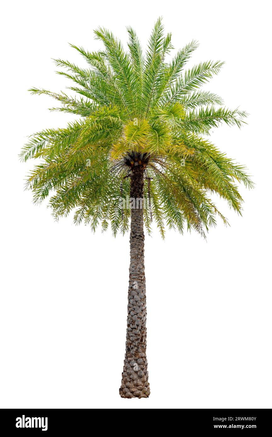Big palm trees used in garden decoration on white background. Isolated