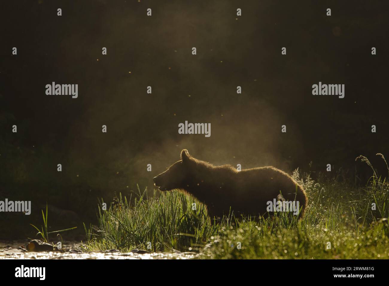 European Brown Bear - early moring backlight Ursus arctos arctos Carpathian Mountains, Romania MA004473 Stock Photo