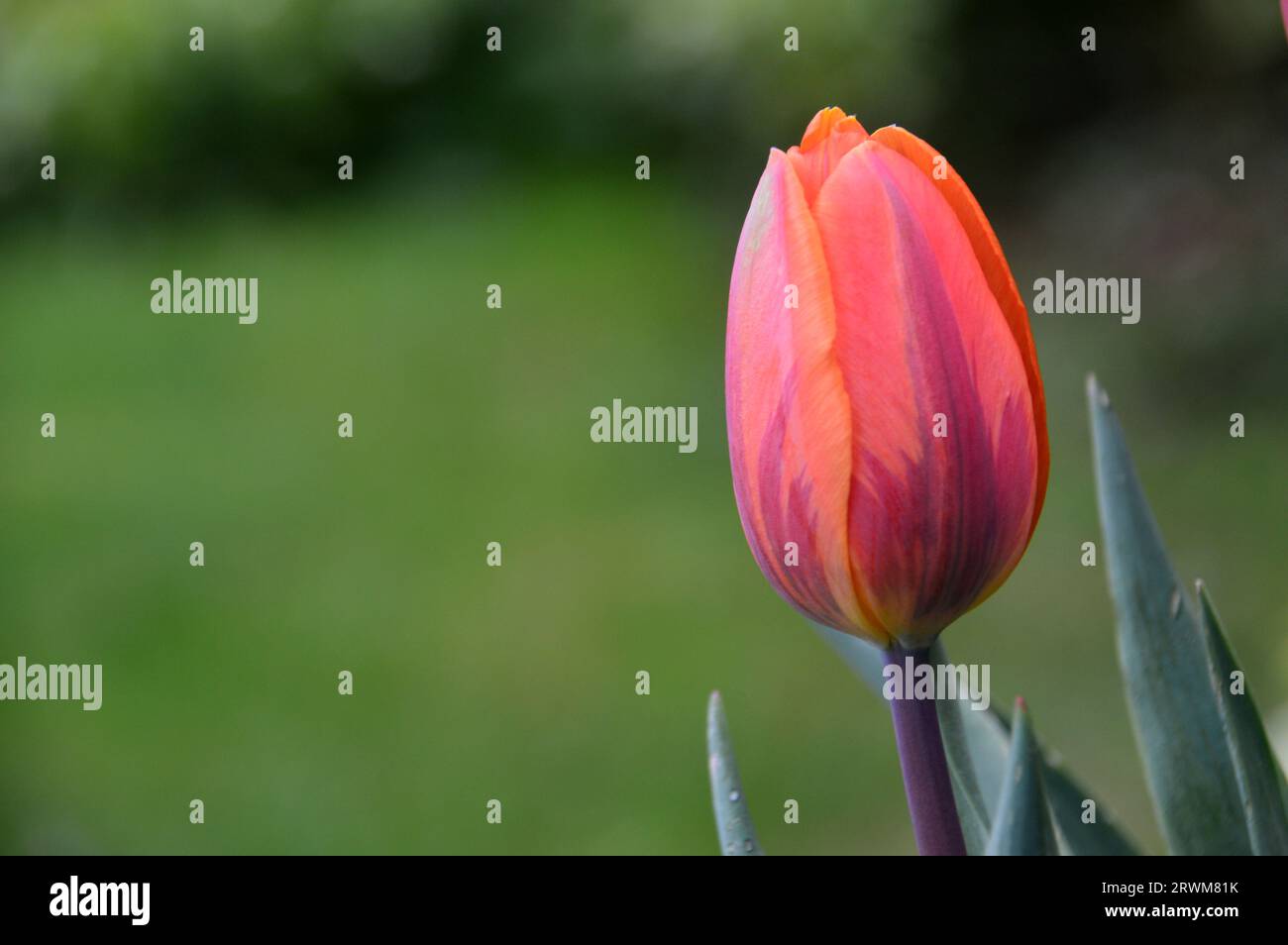 Single Orange/Red/Purple Bicoloured Triumph Tulip (Tulipa) 'Princess