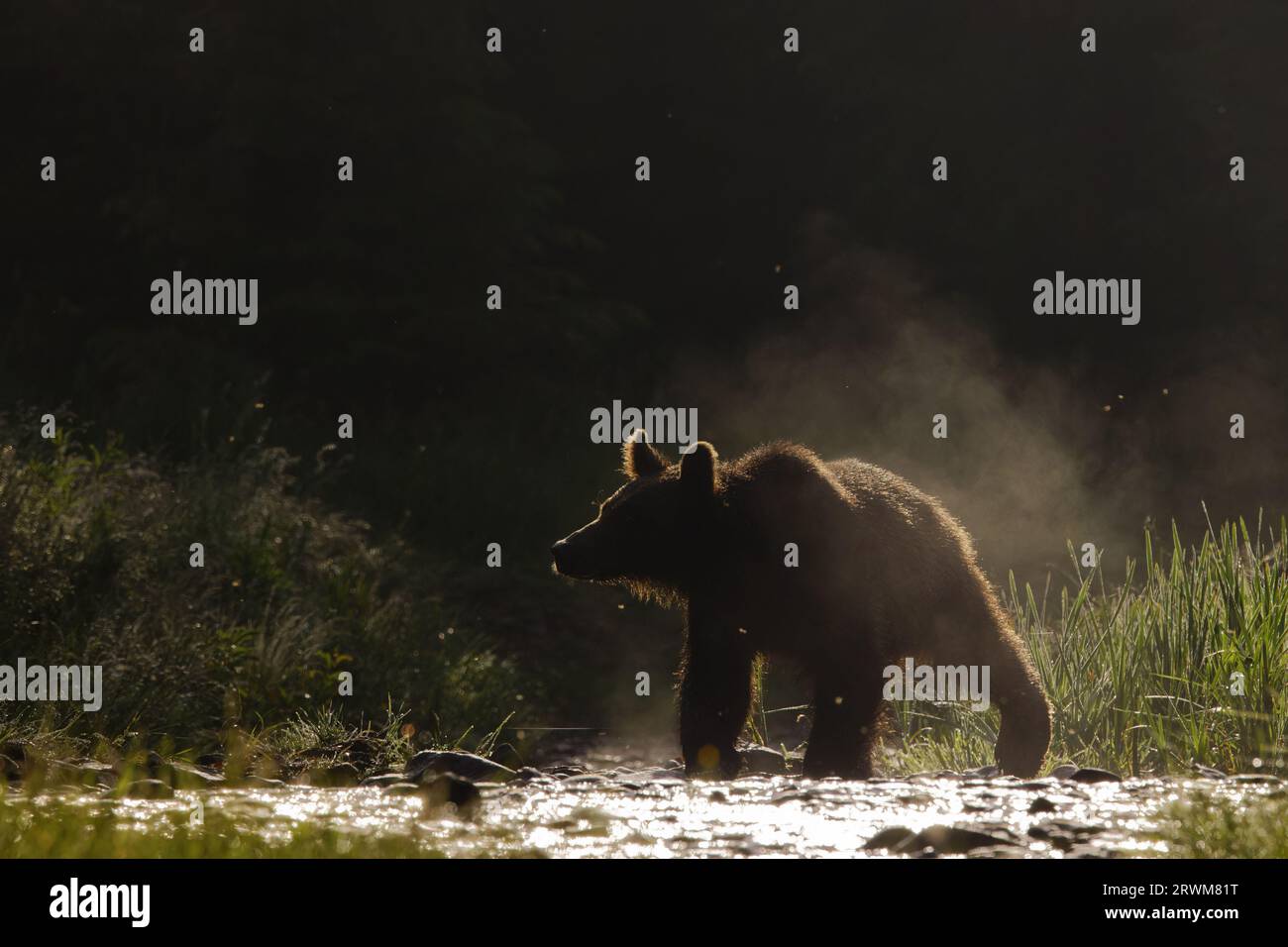 European Brown Bear - early moring backlight Ursus arctos arctos Carpathian Mountains, Romania MA004474 Stock Photo