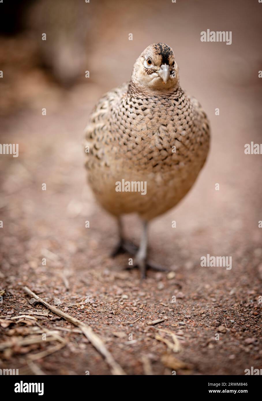 a pheasant is captured from the front view as it gracefully traverses a gravel pathway. The intricate details of the pheasant's feathers and features Stock Photo