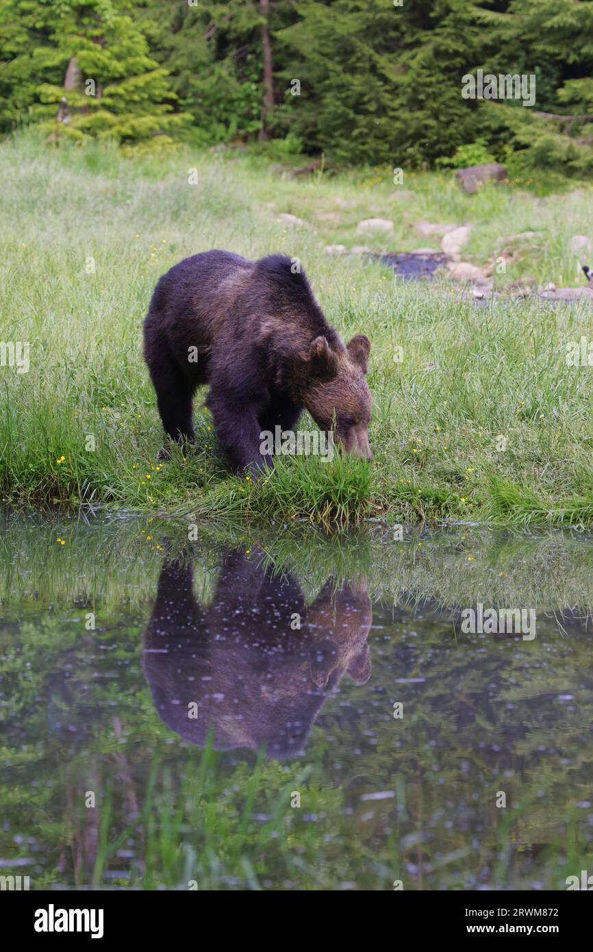 European Brown Bear - with reflection Ursus arctos arctos Carpathian Mountains, Romania MA004538 Stock Photo