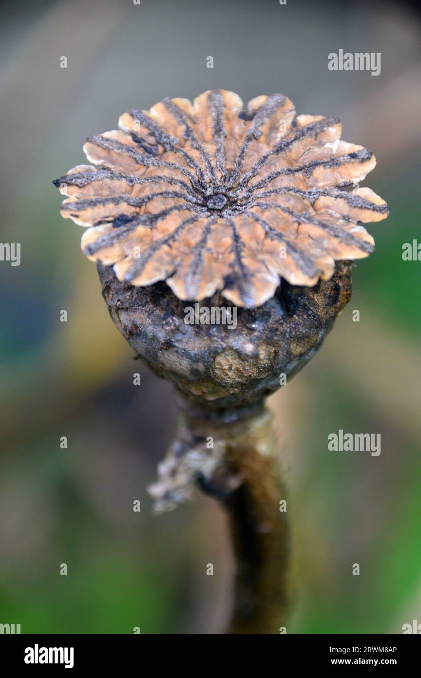 Single Large Brown Oriental Poppy (Papaver Orientale) Seed Head Grown in a Border in an English Cottage Garden, Lancashire, England, UK Stock Photo