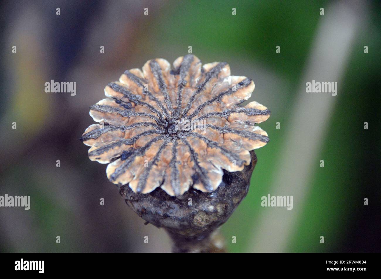Single Large Brown Oriental Poppy (Papaver Orientale) Seed Head Grown in a Border in an English Cottage Garden, Lancashire, England, UK Stock Photo