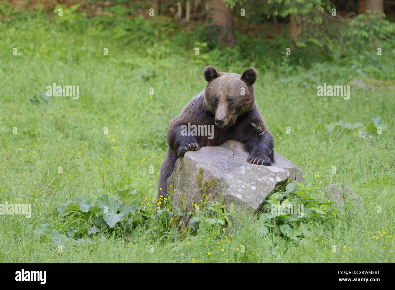 European Brown Bear Ursus arctos arctos Carpathian Mountains, Romania MA004547 Stock Photo