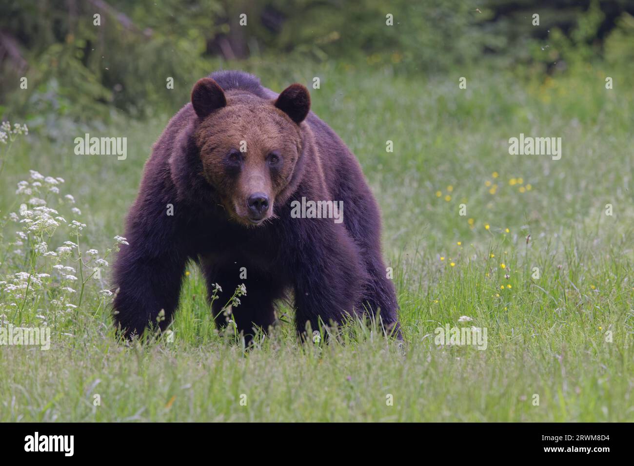 European Brown Bear Ursus arctos arctos Carpathian Mountains, Romania MA004567 Stock Photo