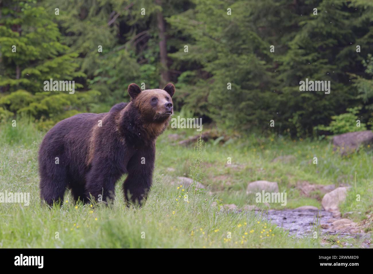 European Brown Bear Ursus arctos arctos Carpathian Mountains, Romania MA004572 Stock Photo