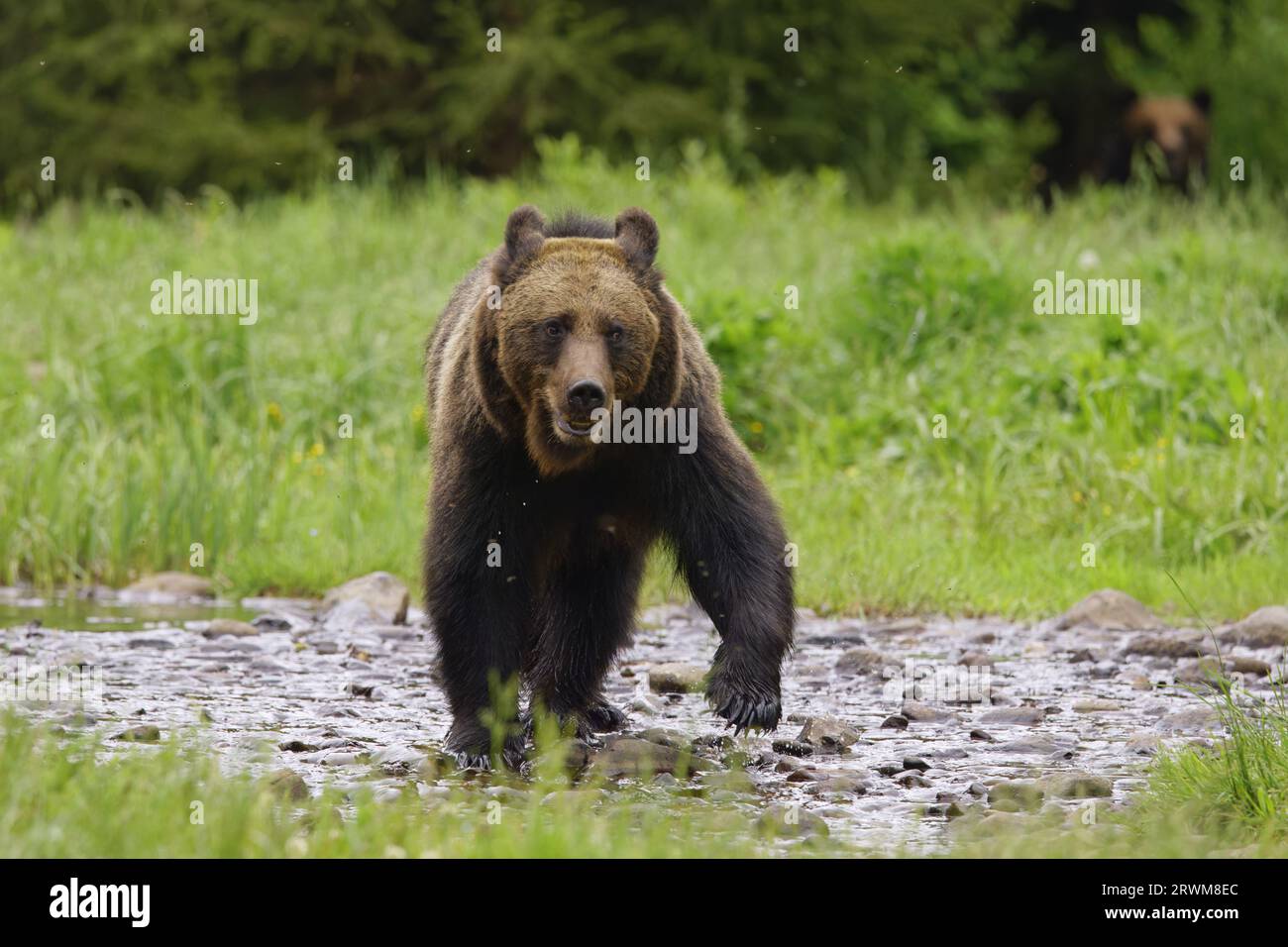 European Brown Bear Ursus arctos arctos Carpathian Mountains, Romania MA004578 Stock Photo