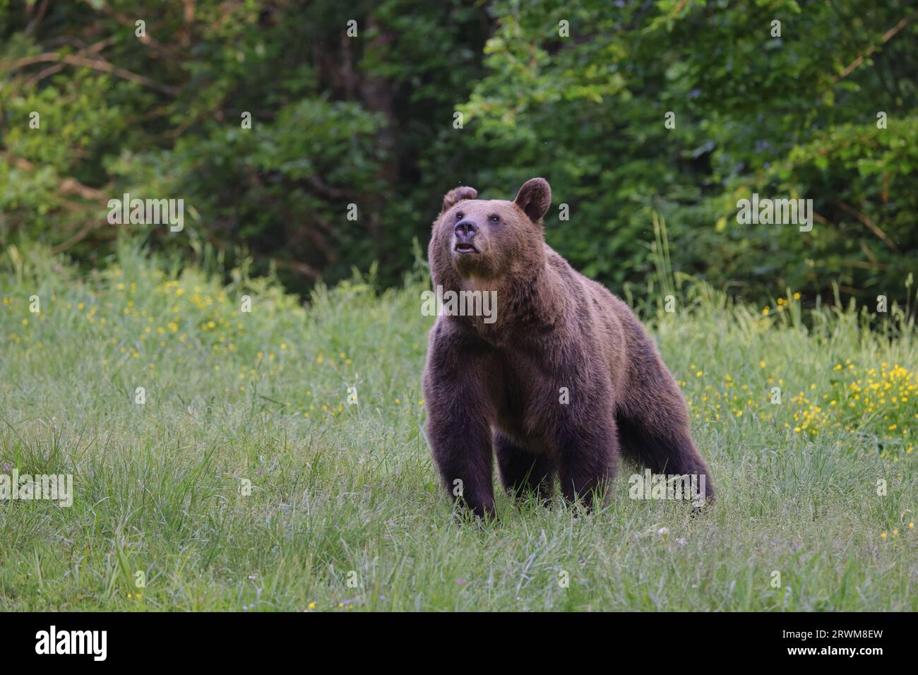 European Brown Bear Ursus arctos arctos Carpathian Mountains, Romania MA004599 Stock Photo