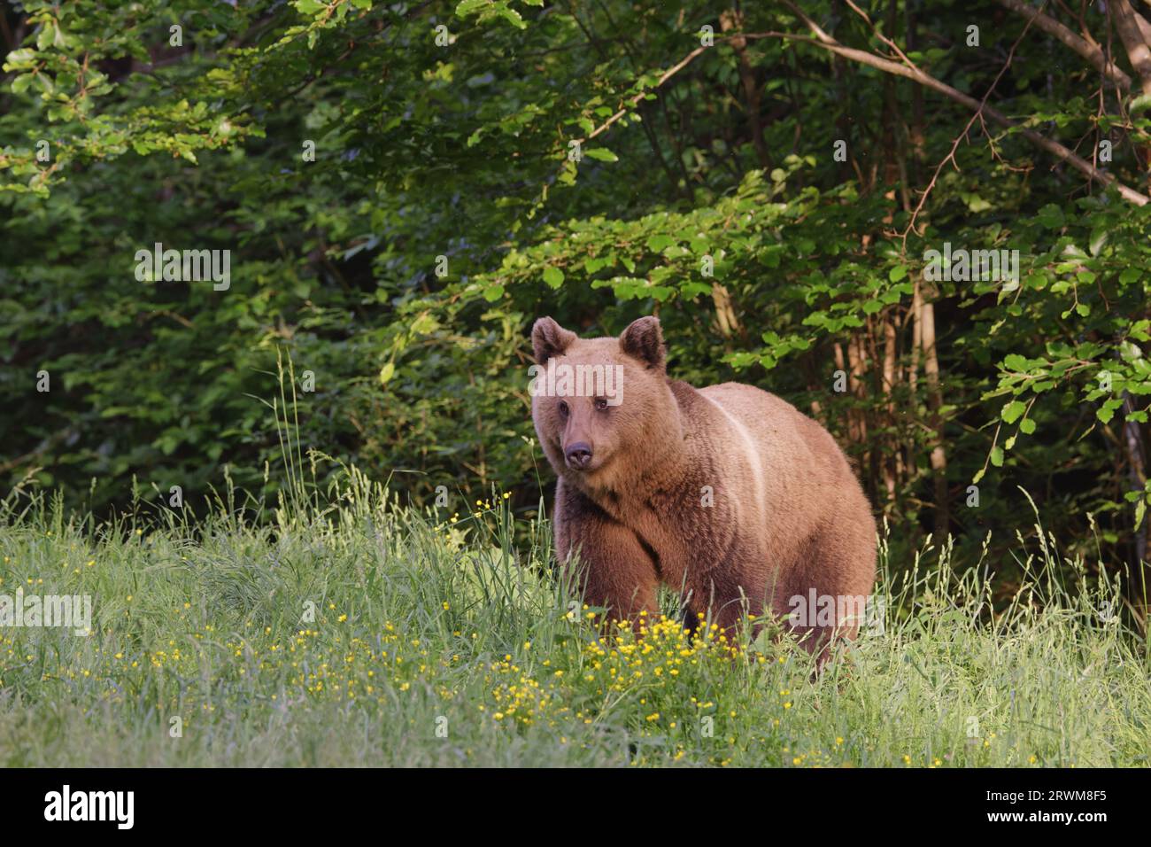 European Brown Bear Ursus arctos arctos Carpathian Mountains, Romania MA004601 Stock Photo