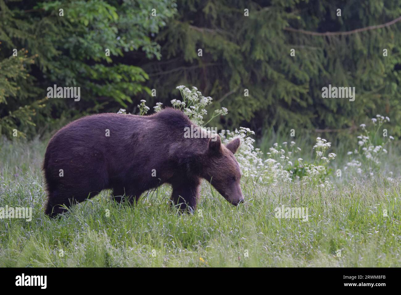 European Brown Bear Ursus arctos arctos Carpathian Mountains, Romania MA004610 Stock Photo