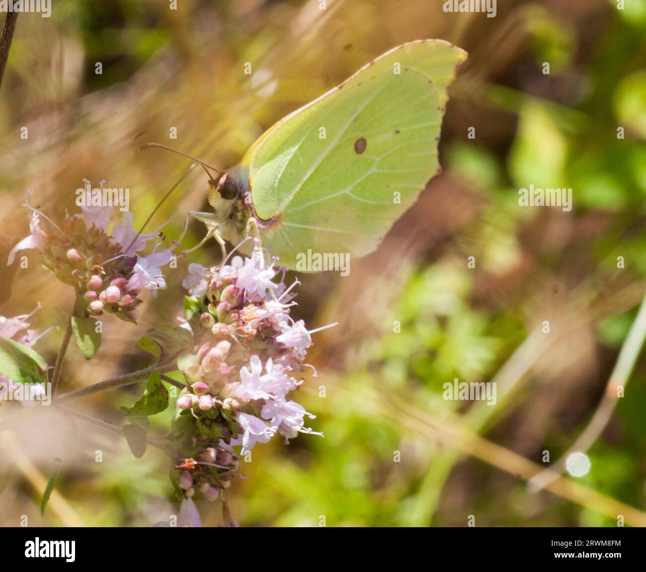 GENOPTERYX RHAMNI  the common Brimstone butterfly Stock Photo
